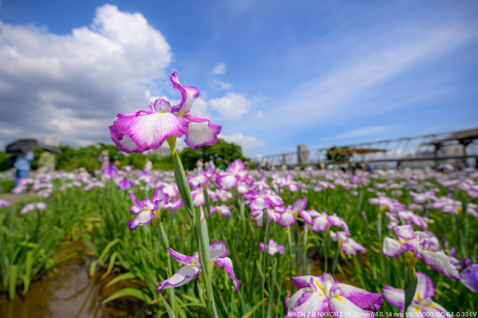 超広角花菖蒲