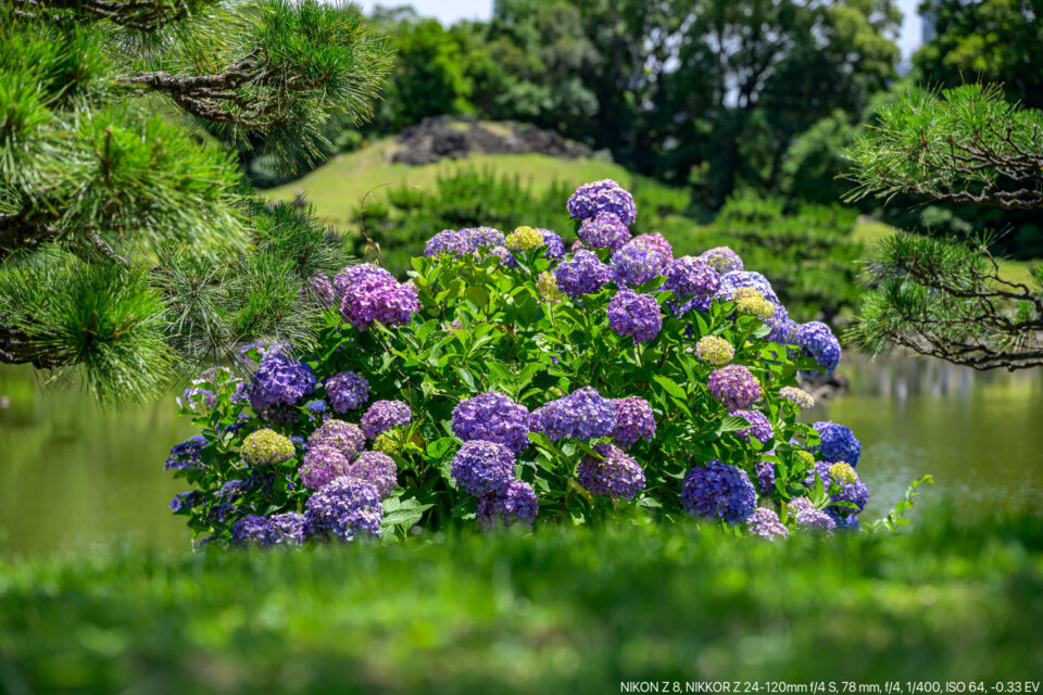 清澄庭園の紫陽花