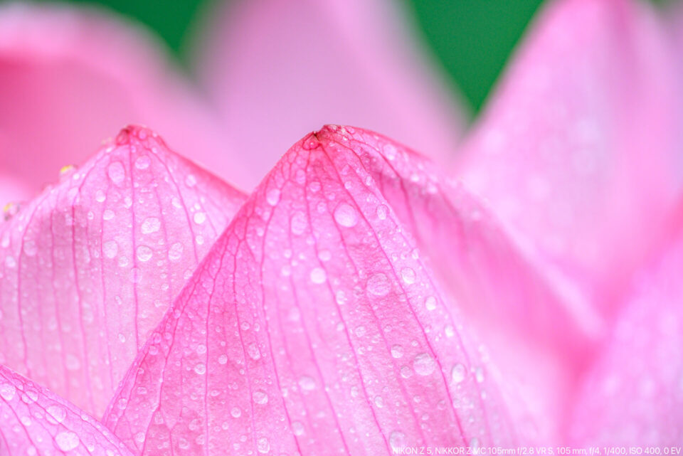 水滴に濡れる蓮の花びら