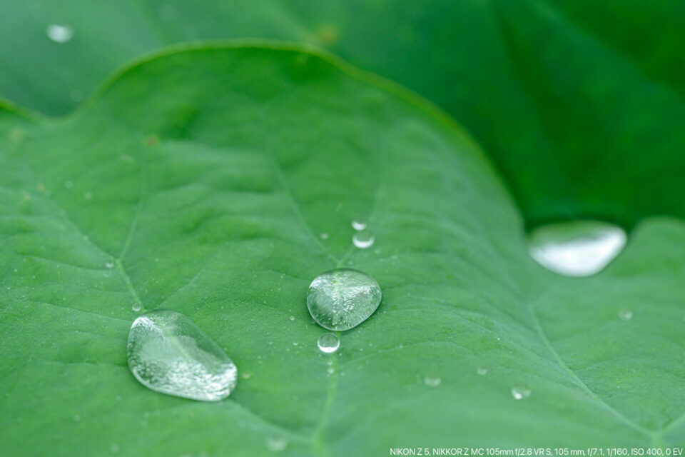 水滴が転がる蓮の葉