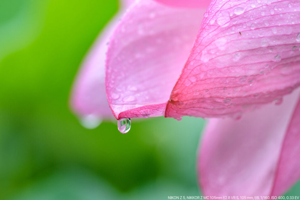 雨の滴る蓮の花びら