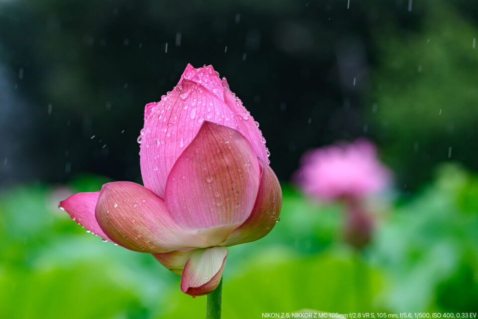 雨に打たれる蓮の蕾