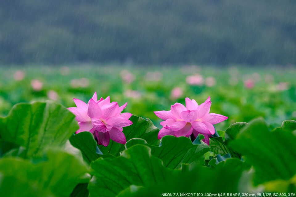 雨の不忍池の蓮