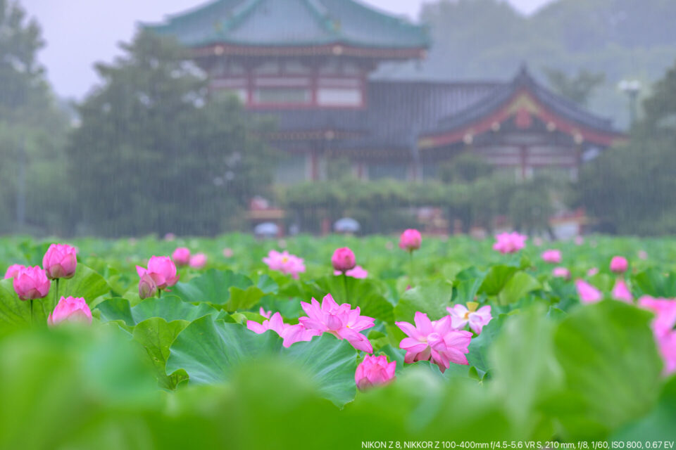 雨の不忍池