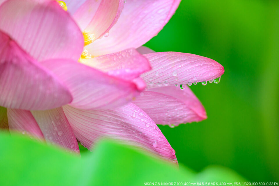 雨の蓮