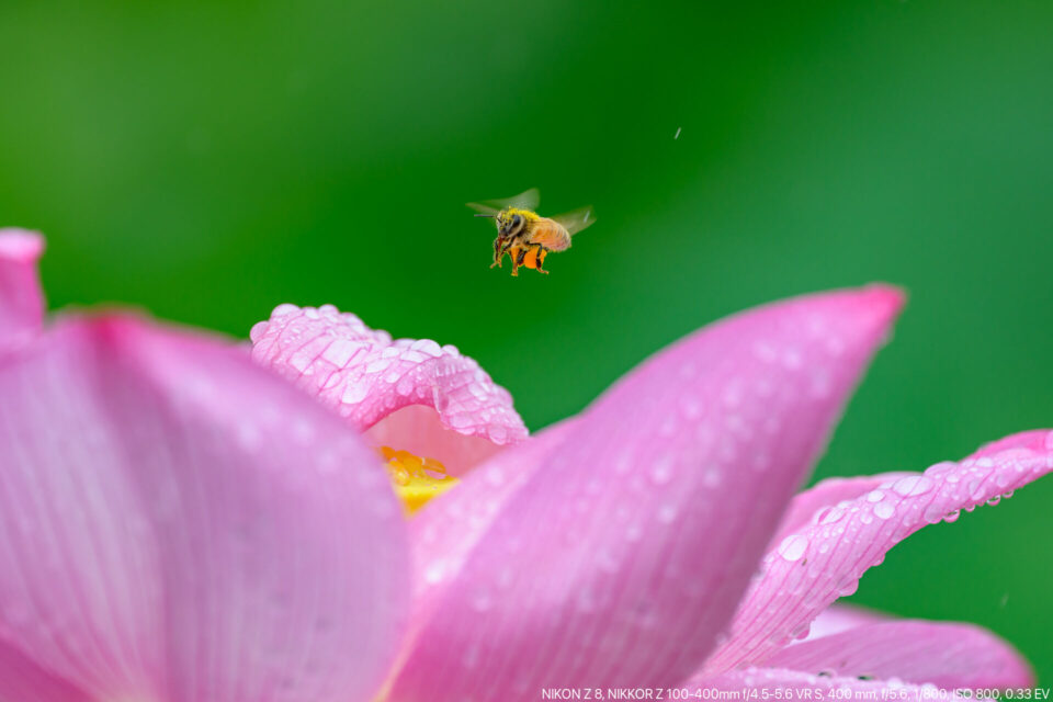 雨の中でも蓮の「蜜を集める蜂