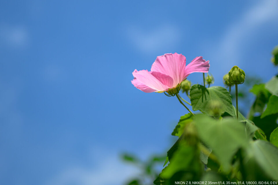 青空に木槿