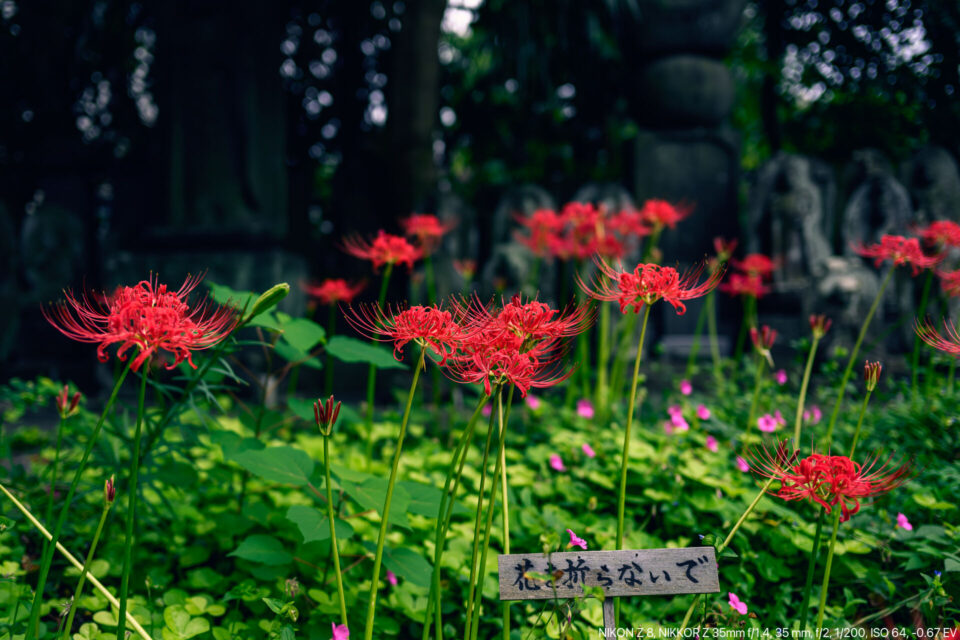 花を折らないで