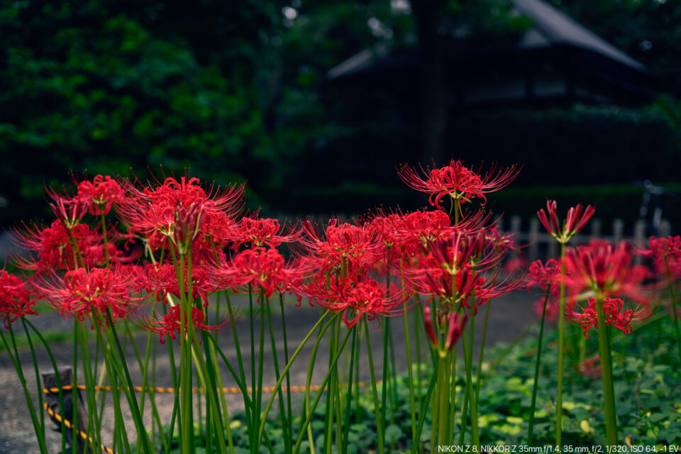 宝蔵院の彼岸花