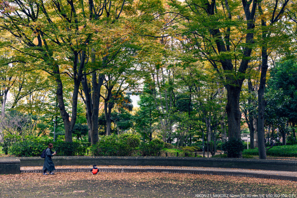 新宿の紅葉