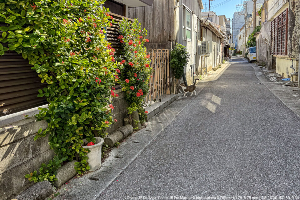 石垣市街の裏路地の猫