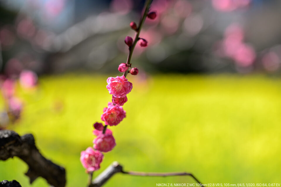 菜の花畑と紅梅