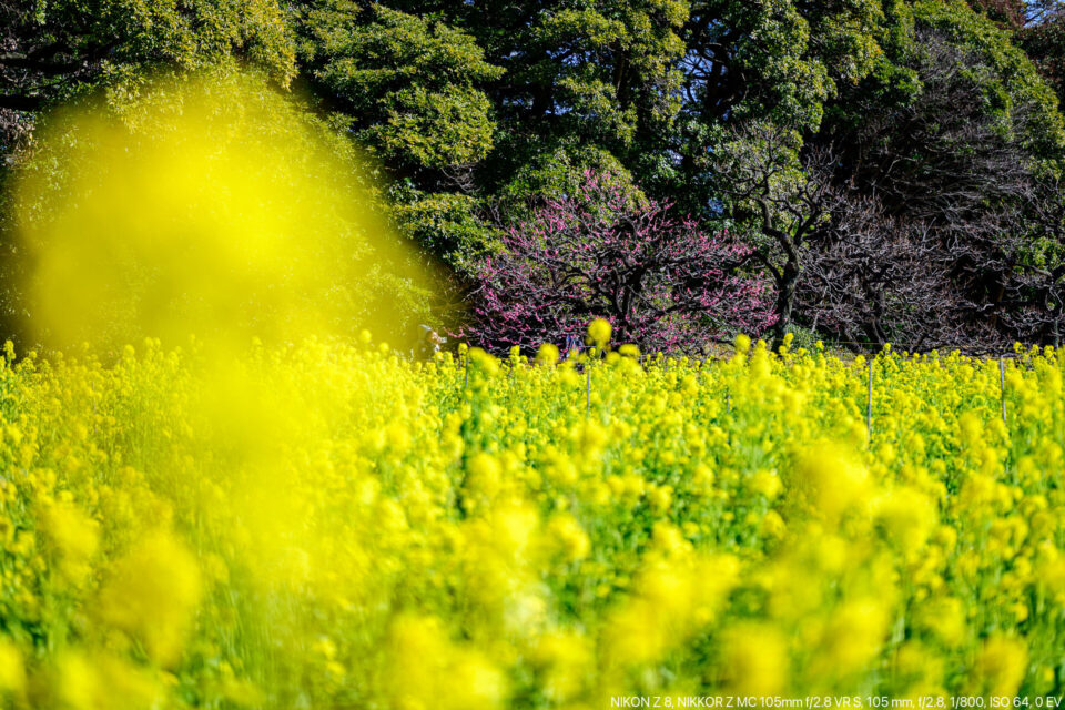 浜離宮庭園の菜の花