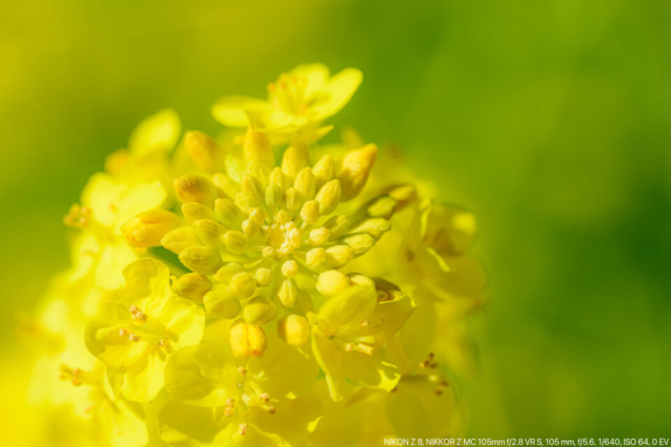 菜の花マクロ