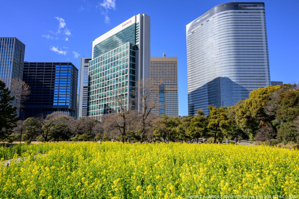 浜離宮庭園の菜の花畑