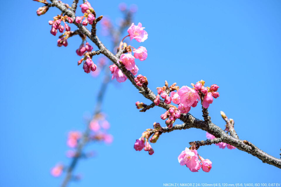 早咲きの桜