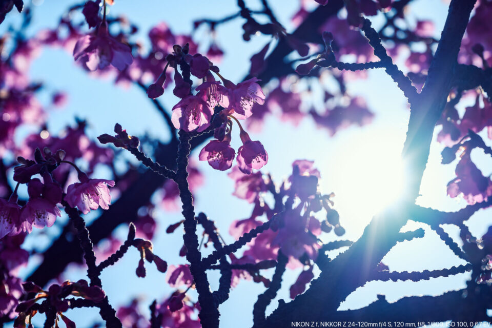 逆光の寒桜