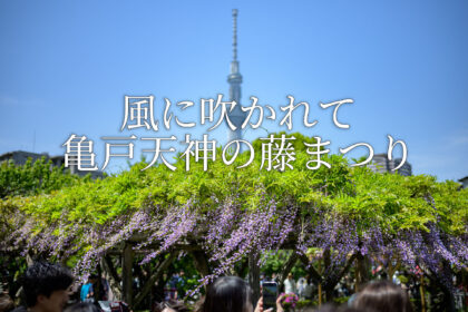 風に吹かれて亀戸天神の藤まつり