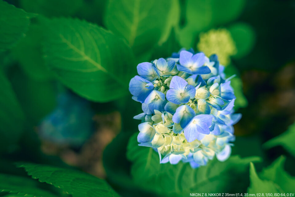 咲き始めの青い紫陽花