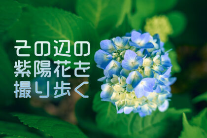その辺の紫陽花を撮り歩く