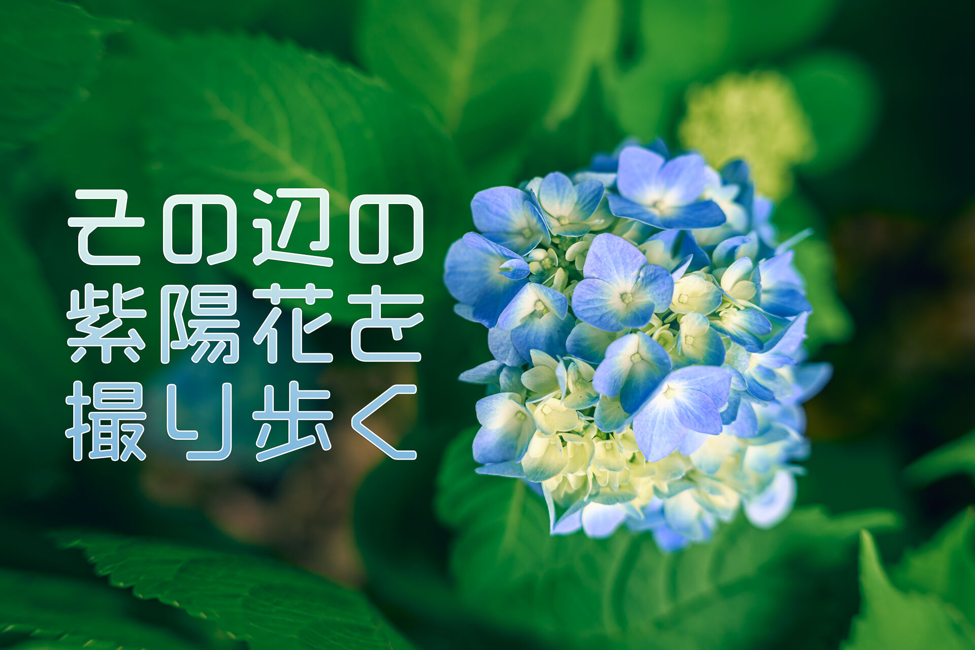梅雨空の日に近所の紫陽花ポイントを散歩してめぐる – 酔人日月抄外伝