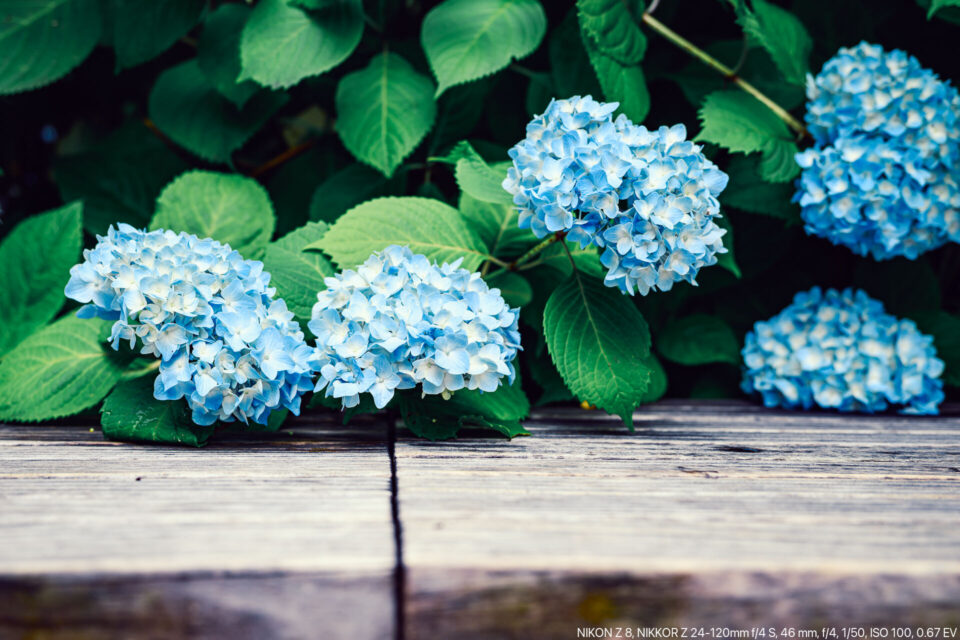 ベンチの上にあふれる青い紫陽花