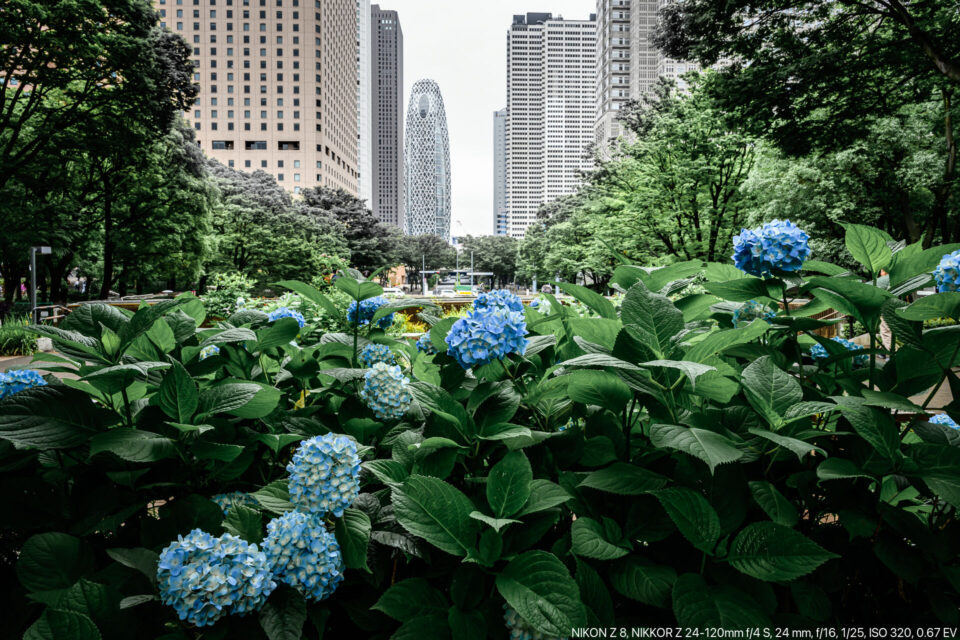 新宿のビル街と紫陽花　