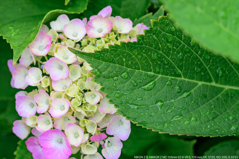 雨に濡れる紫陽花の葉と花