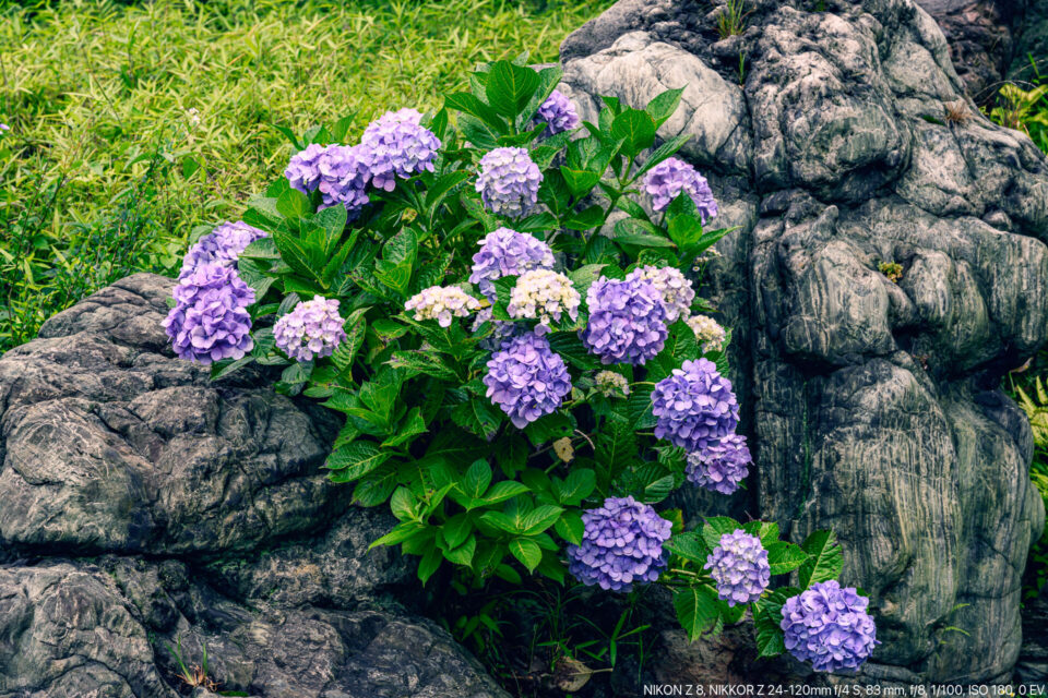 庭石と紫陽花