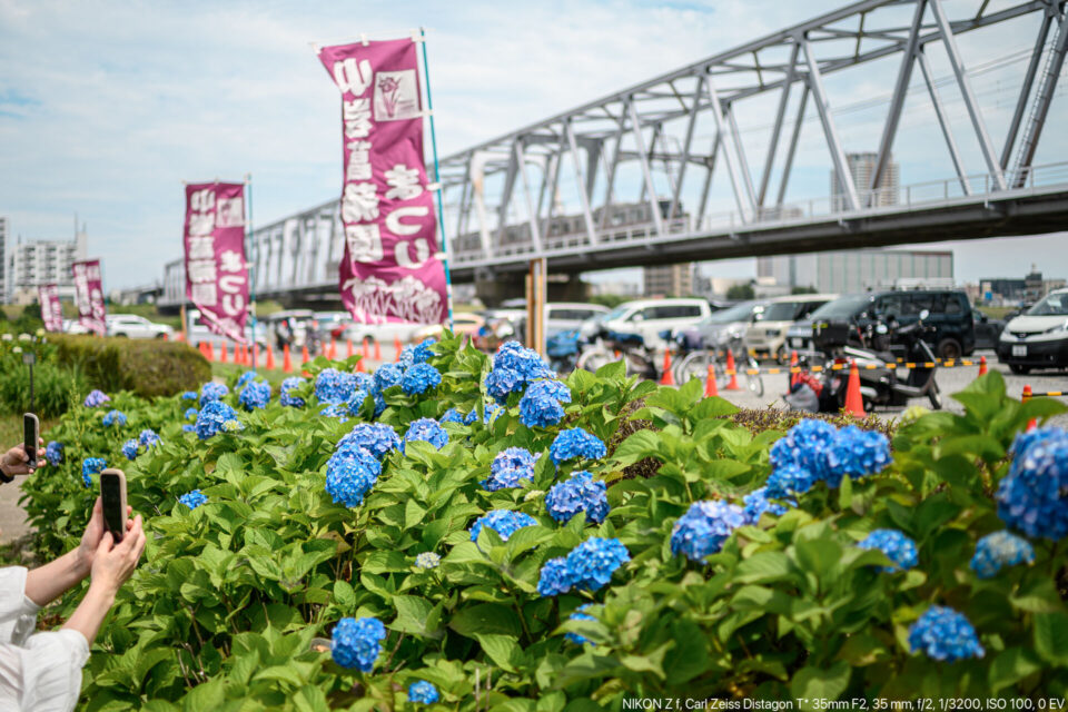 紫陽花と電車を撮る人々