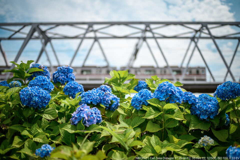 京成線の鉄橋と紫陽花