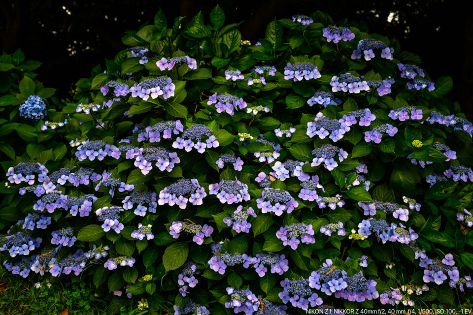 満開の額紫陽花