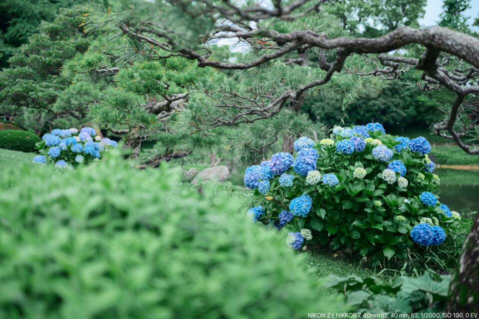清澄庭園の紫陽花