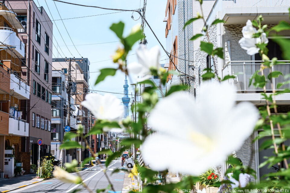 スカイツリーの見える街角