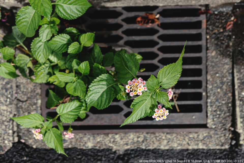 道端の花