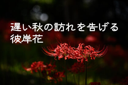 遅い秋の訪れを告げる 彼岸花