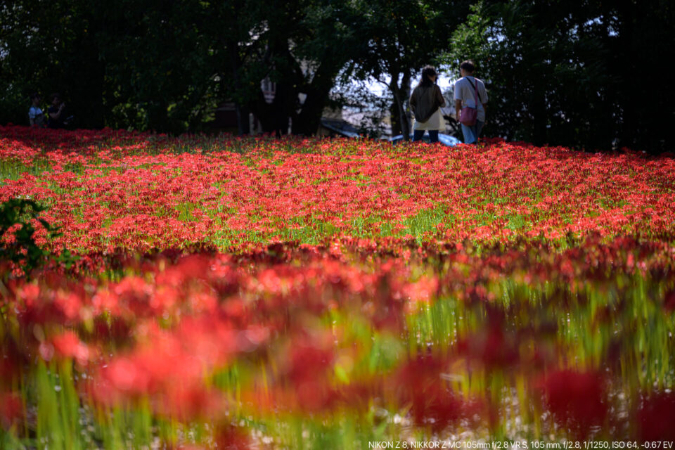 水元公園の彼岸花の丘