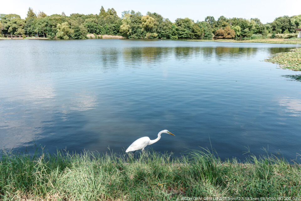 水元公園の白鷺