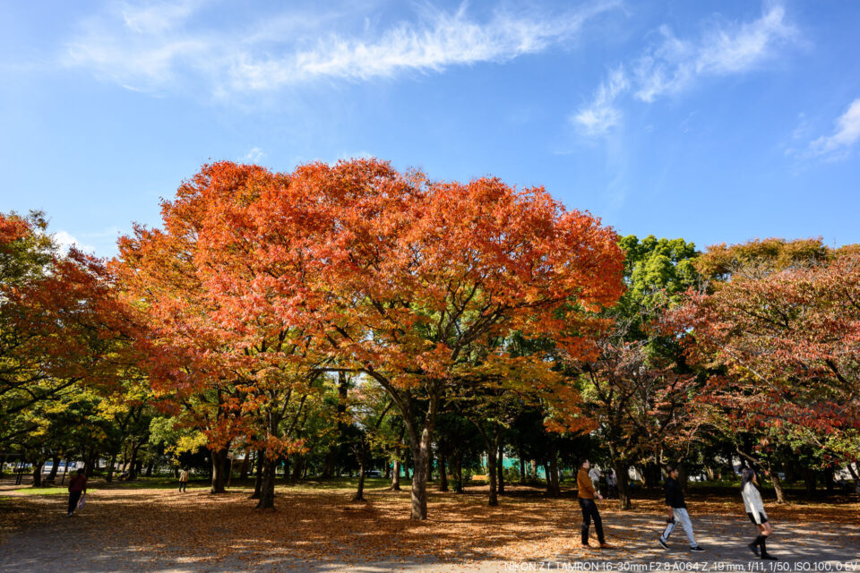 清澄公園の紅葉