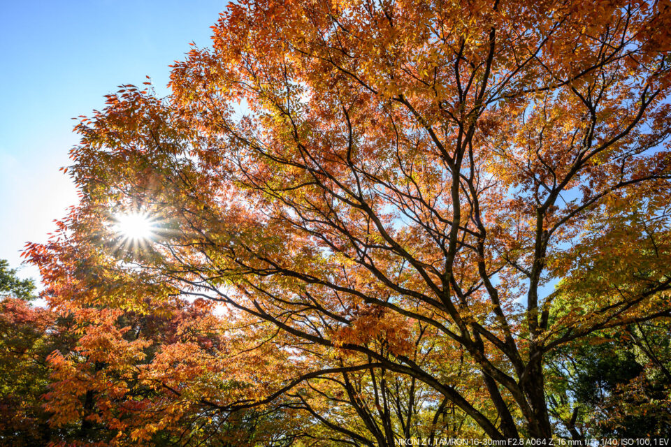 清澄公園の紅葉