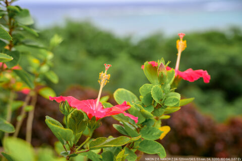 玉取崎のハイビスカス