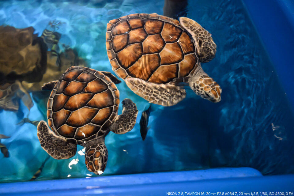 黒島研究所のウミガメ