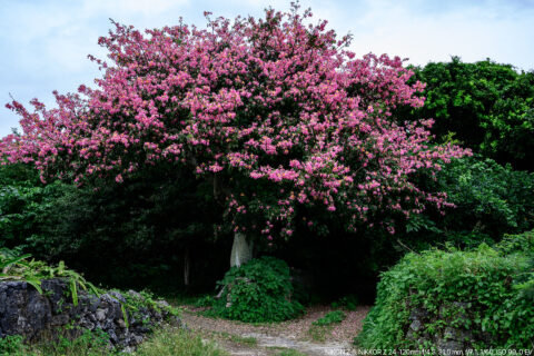 トックリキワタ