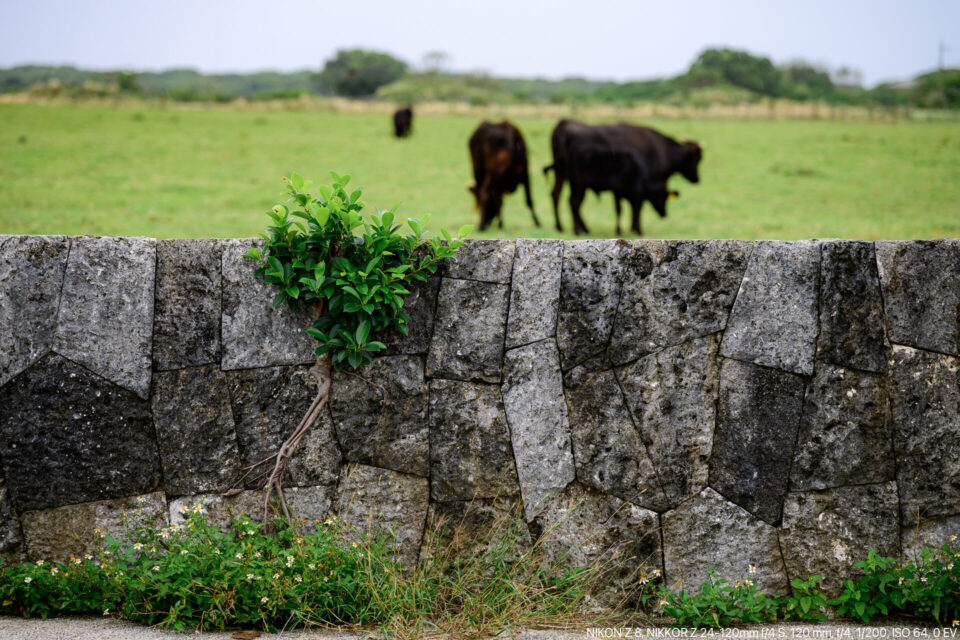 黒島の石垣と牛