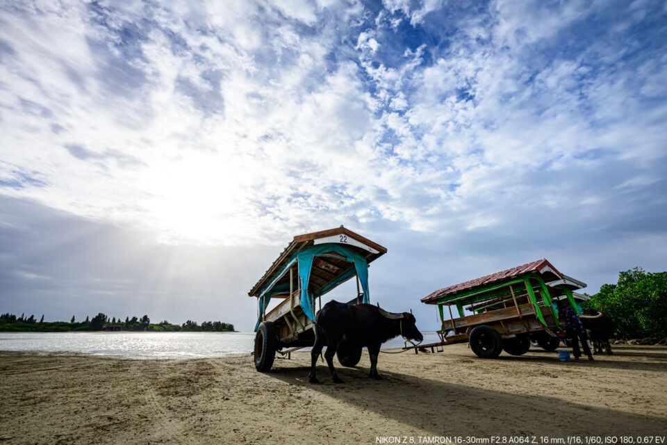 準備中の水牛車