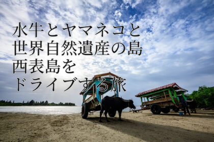 水牛とヤマネコと世界自然遺産の島 西表島をドライブする旅