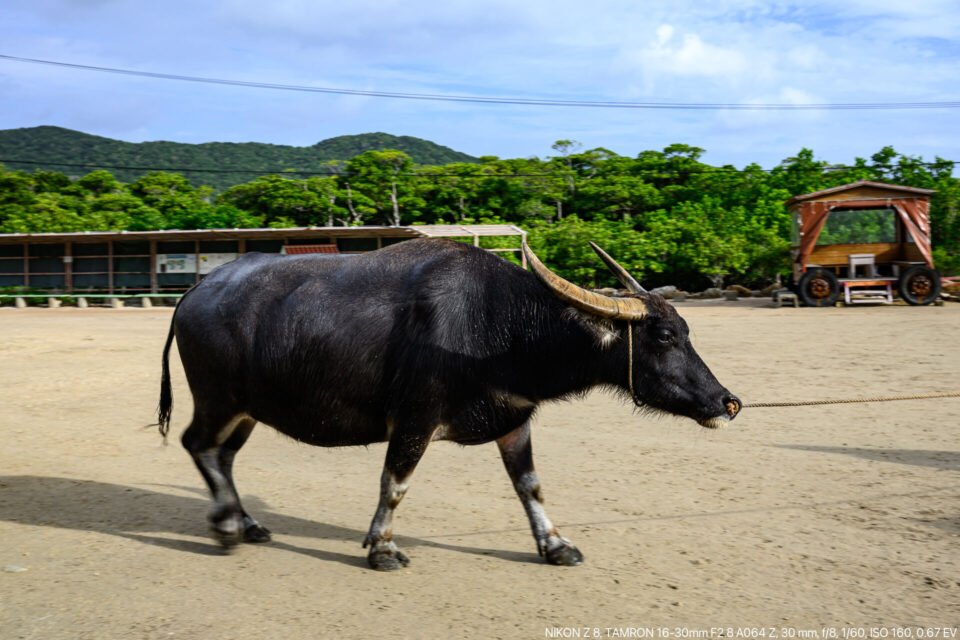 微妙に流し撮りの水牛さん