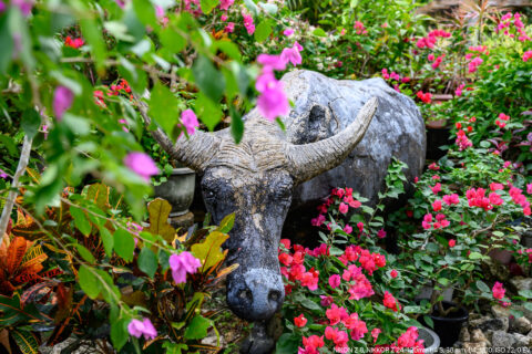 ブーゲンビリア