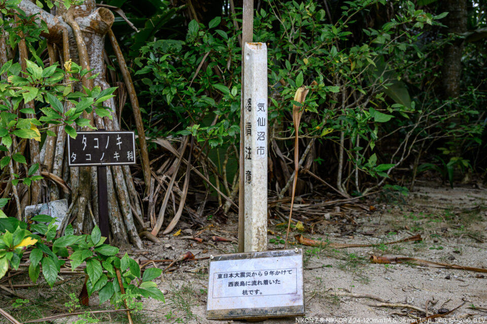 西表島に流れ着いた気仙沼市の杭