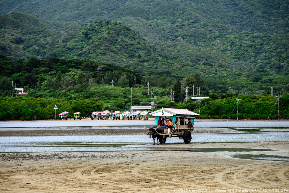 由布島へ渡る水牛車